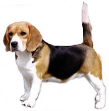 cane beagle