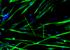 myogenic-cells-gfp1