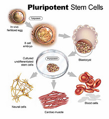 pluripotent stem cells