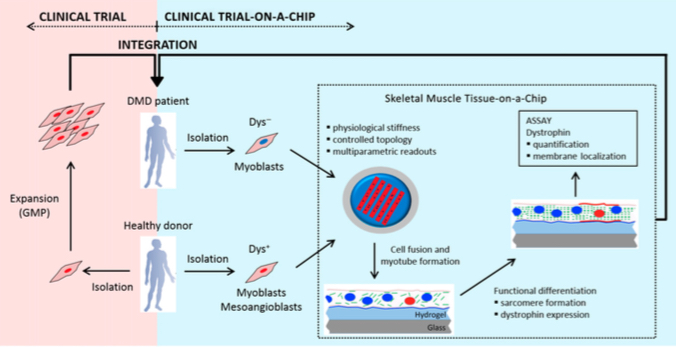 exp-trial-on-chip-mesoangioblasti